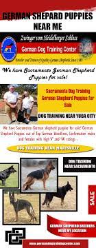 German Shepherd Dog German Shepherd Puppies Training German Shepherd Puppies German Shepard Puppies