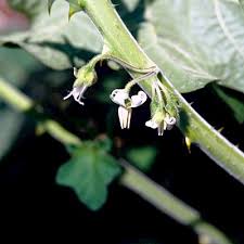 Image result for Solanum supinum