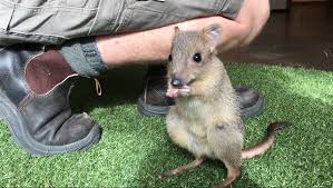 Image result for bettong