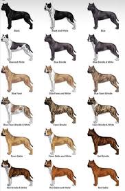 American staffordshire terriers can have coats of almost any color, including brindle. Ast Common Tredanky American Staffordshire Terriers Facebook