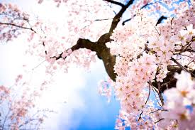 A blog dedicated to the beautiful scenery and landscapes of anime. Aesthetic Anime Sakura Tree Wallpaper