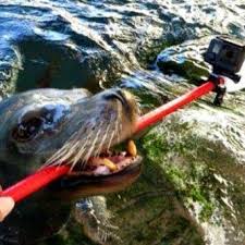 Kenyamanan dan keselamatan anda tugas utama kami. Singa Laut Posts Facebook