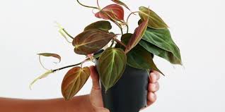 Tanaman hias atau bunga sangat banyak sekali ragam jenisnya. 15 Jenis Philodendron Cantik Yang Cocok Untuk Tanaman Hias Indoor Merdeka Com