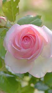 Sweet Rose 3 Beautiful Rose Flowers Beautiful Roses Pink Flowers