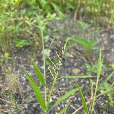 Image result for Urochloa villosa