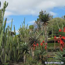 Die anlage entstand 1960 auf dem früheren anwesen der familie william reid. Foto Botanischer Garten Madeira Welt Atlas De