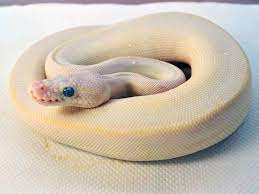 Butter Mojave Pastel Morph List World Of Ball Pythons Side Note To Me It Looks Like A Blue Eyed Lucy Ball Python Pet Snake Ball Python Morphs