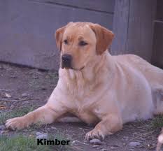 We have been breeding for over 17 years. Nor Cal Labs Next Litter Will Be Coming Soon
