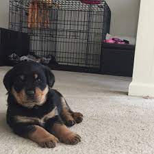 If you are looking to adopt or buy a rottie take a look here! Rottweiler Puppies For Sale Greensboro Nc 179868