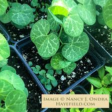 Image result for Aristolochia heppii