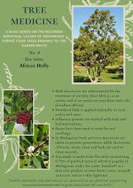 Image result for Ilex mitis