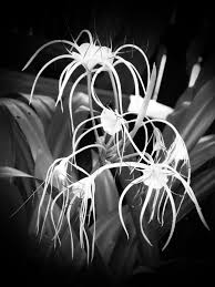 Free shipping on orders over $25 shipped by amazon. Free Photo White Tropical Flower B W Zen Petals Long Free Download Jooinn