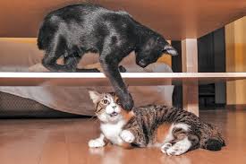 To a cat, territory isn't just where they live. Do Cats Get Jealous How To Handle Cat Rivalry Catster