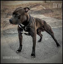 Pin On Old Time Pitbulls