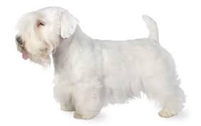 Maybe you would like to learn more about one of these? Sealyham Terrier Dog Breed Information Pictures Characteristics Facts Dogtime