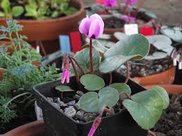 Image result for Cyclamen parviflorum