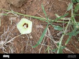 Image result for Merremia verecunda