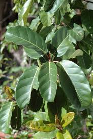 Image result for Ficus lutea