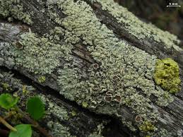 Image result for Melinis ambigua