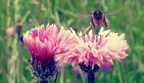 Choosing the best type of flowers for bees. Planting Herbs That Attract Honey Bees