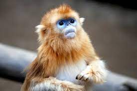 Golden Monkey Cute Animal Pictures Cute Creatures Monkey Species