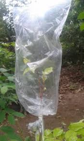 Bercinta dengan teman yang hamil. 9 Cara Ampuh Membuat Bonsai Anting Putri Berbunga Putih Halus