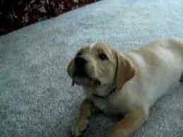 Douglas cuddle toys chocolate lab labrador retriever puppy dog 10. Golden Retriever Labrador Mix Puppy Riley First Week Youtube