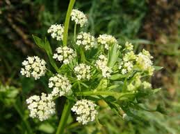 Image result for Apium graveolens