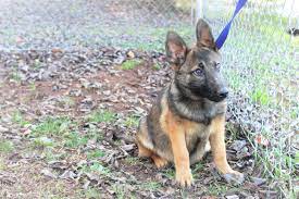 We are so grateful for our stunningly beautiful and incredibly smart pup. Anderson Sc German Shepherd Dog Meet Puppies A Pet For Adoption