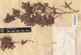 Image result for Bivinia jalbertii