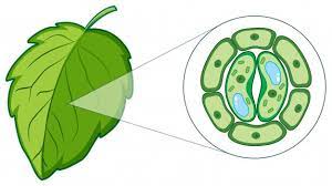 Find images of plant cell. Plant Cell Images Free Vectors Stock Photos Psd