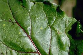 We did not find results for: Identify Prevent And Treat Common Beet Diseases Gardener S Path