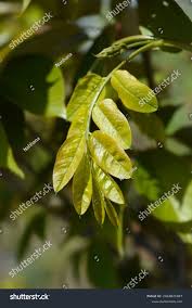 Image result for Margaretta rosea