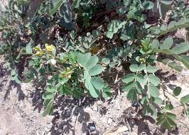 Image result for Senna italica