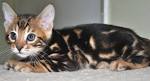 Marble Bengal Kittens