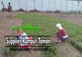 Tangerang selatan embun pagi flora. Harga Rumput Gajah Mini Bekasi Supplier Rumput Gajah Mini Tlp 62 857 3259 0133 Pusat Resep Kuini