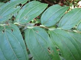 Image result for Anisophyllea