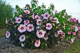 Image result for Hibiscus mastersianus