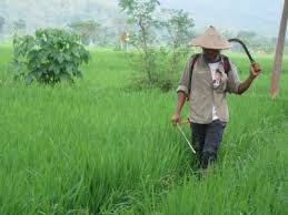 Beberapa bukti awal sejarah penggunaan senyawa bahan alam untuk kebutuhan medis antara lain penggunaan ekstrak foxglove (digitalis purpurea) dari pemaparan di atas, jelaslah bahwa kontribusi kimia bahan alam bagi kehidupan manusia amatlah besar. Pertanian Kulonprogo Penggunaan Bahan Kimia Picu Serangan Hama Solopos Com