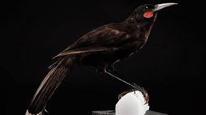 Single Feather Of An Extinct Bird Auctioned For $28,417; Know Why