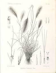 Image result for Aristida congesta