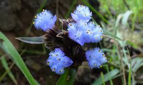 Image result for Crabbea kaessneri