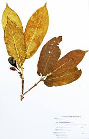 Image result for Oxyanthus latifolius