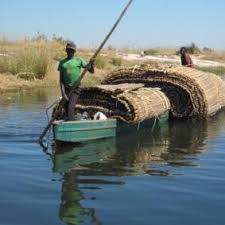 Image result for Gunillaea rhodesica