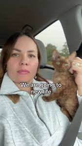 Devon Rex Cat with Seal Point Color