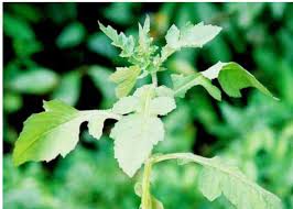 Image result for Eremospatha haullevilleana