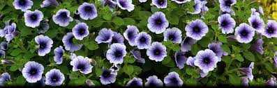 We chose the salt lake city koa because of it's proximity to the city center and the very good reviews on rv park reviews. Salt Lake City Utah Quality Flowers And Plants