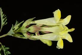 Image result for Corydalis mildbraedii