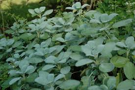 Image result for Bergia salaria