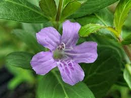 Image result for Psychotria hypsophila